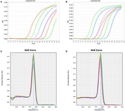 Detection and Quantification of the E6 Oncogene in Bovine Papillomavirus Types 2 and 13 From Urinary Bladder Lesions of Cattle